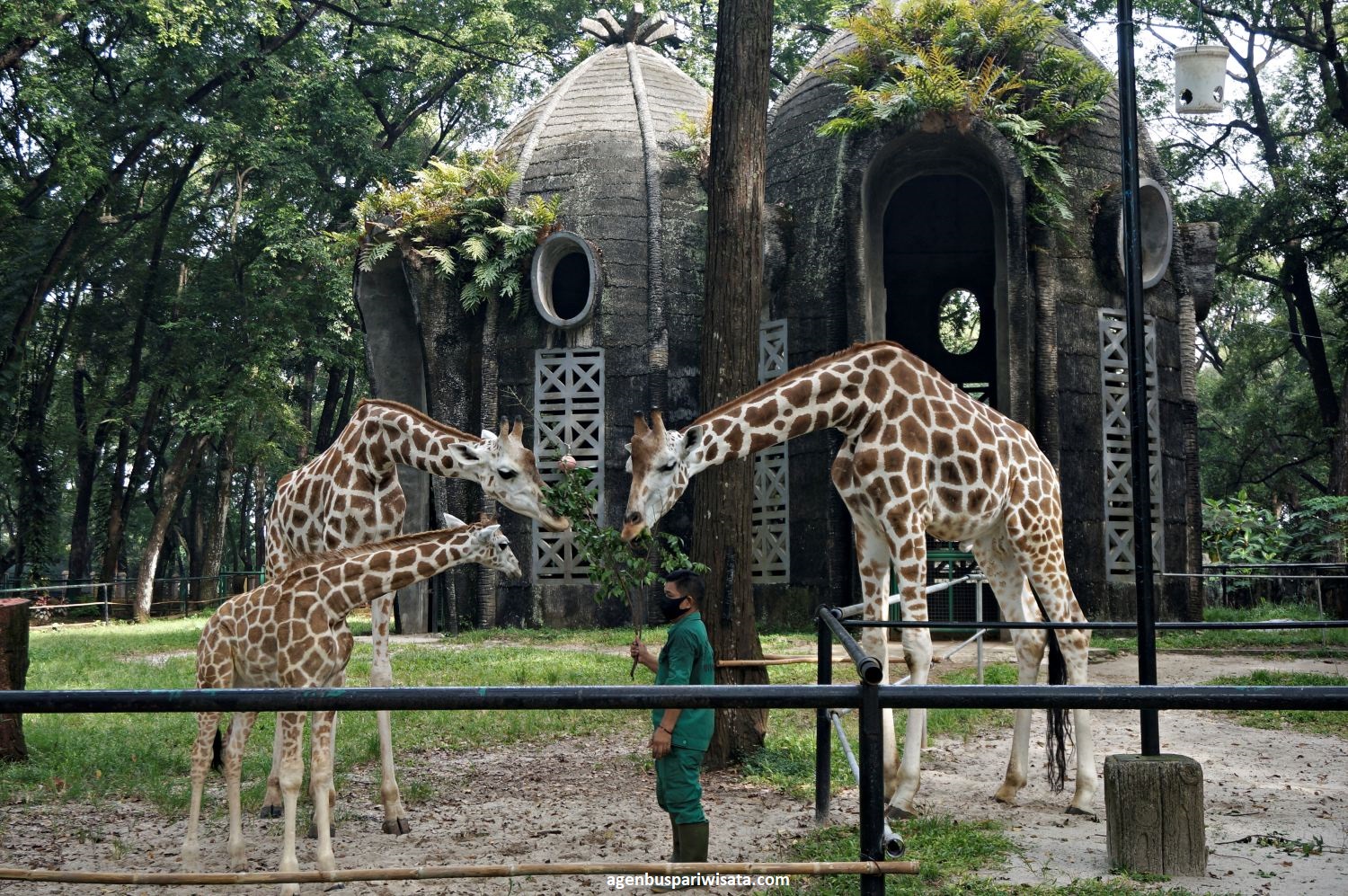Destinasi Wisata Kebun Binatang Terbaik di Indonesia